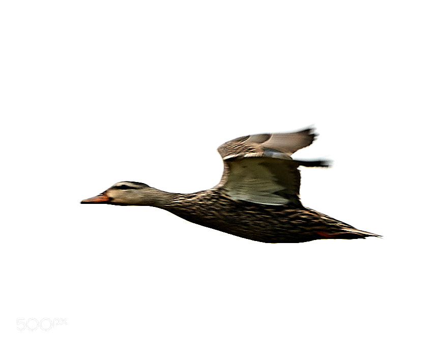 Canon EOS-1D X Mark II sample photo. 03-20-18-0008525 1.jpg photography
