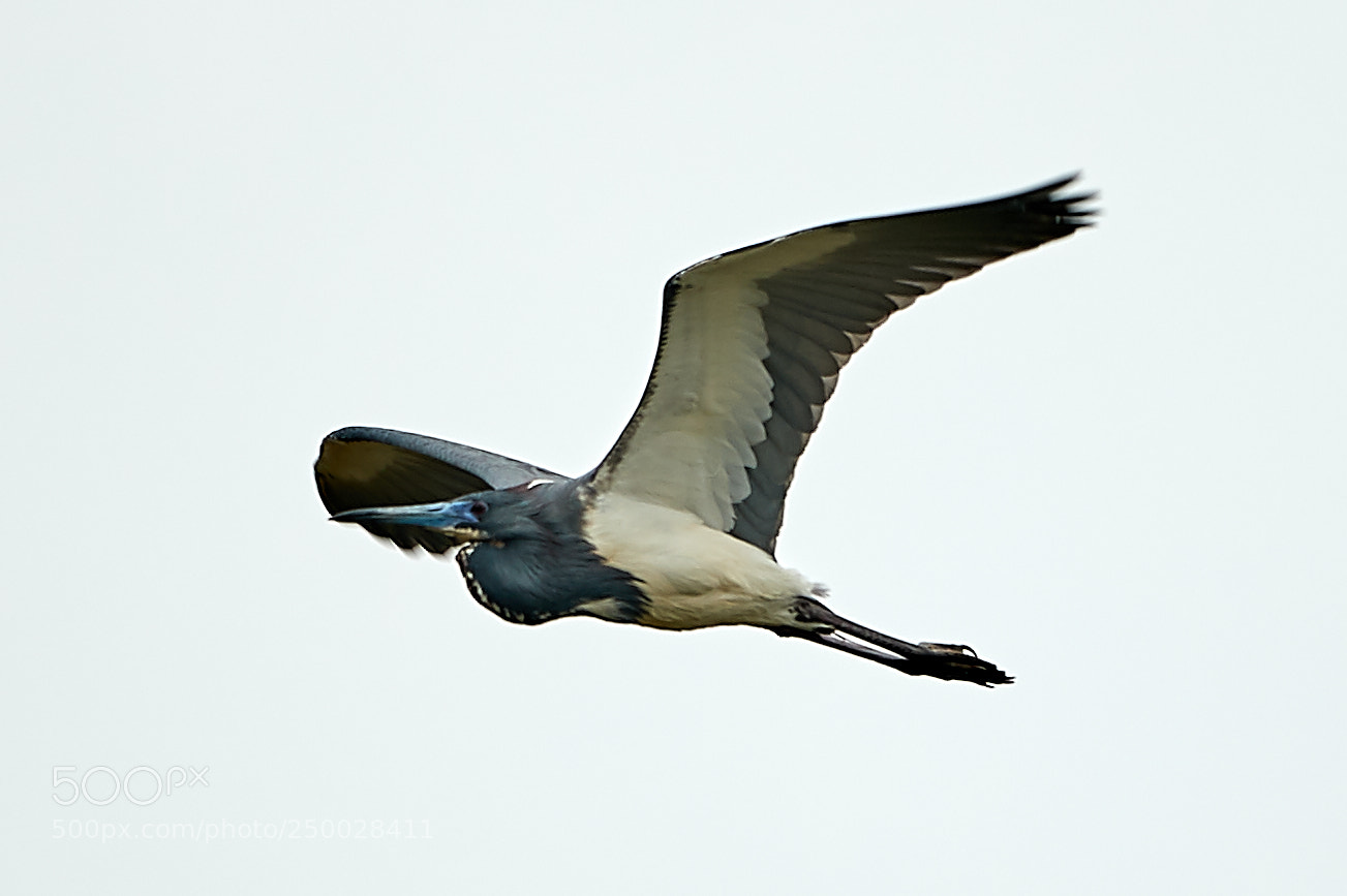 Canon EOS-1D X Mark II sample photo. 03-20-18-0008522.jpg photography