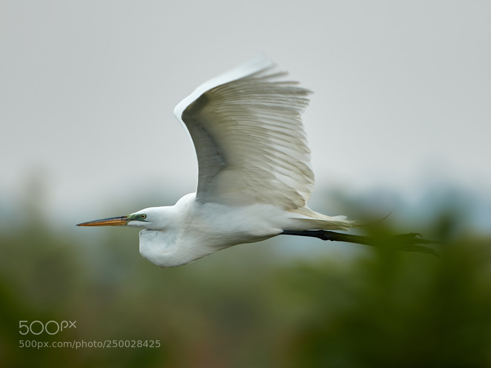 Canon EOS-1D X Mark II sample photo. 03-20-18-0008474.jpg photography