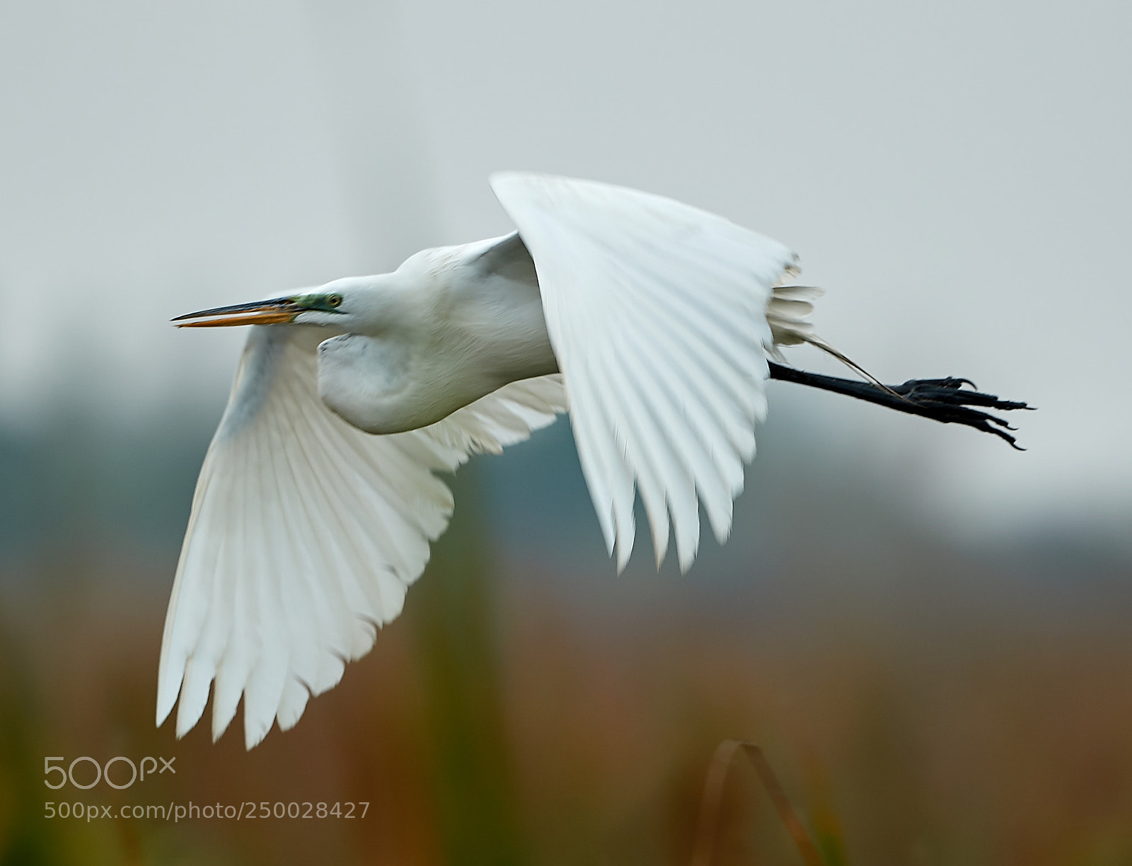 Canon EOS-1D X Mark II sample photo. 03-20-18-0008476.jpg photography