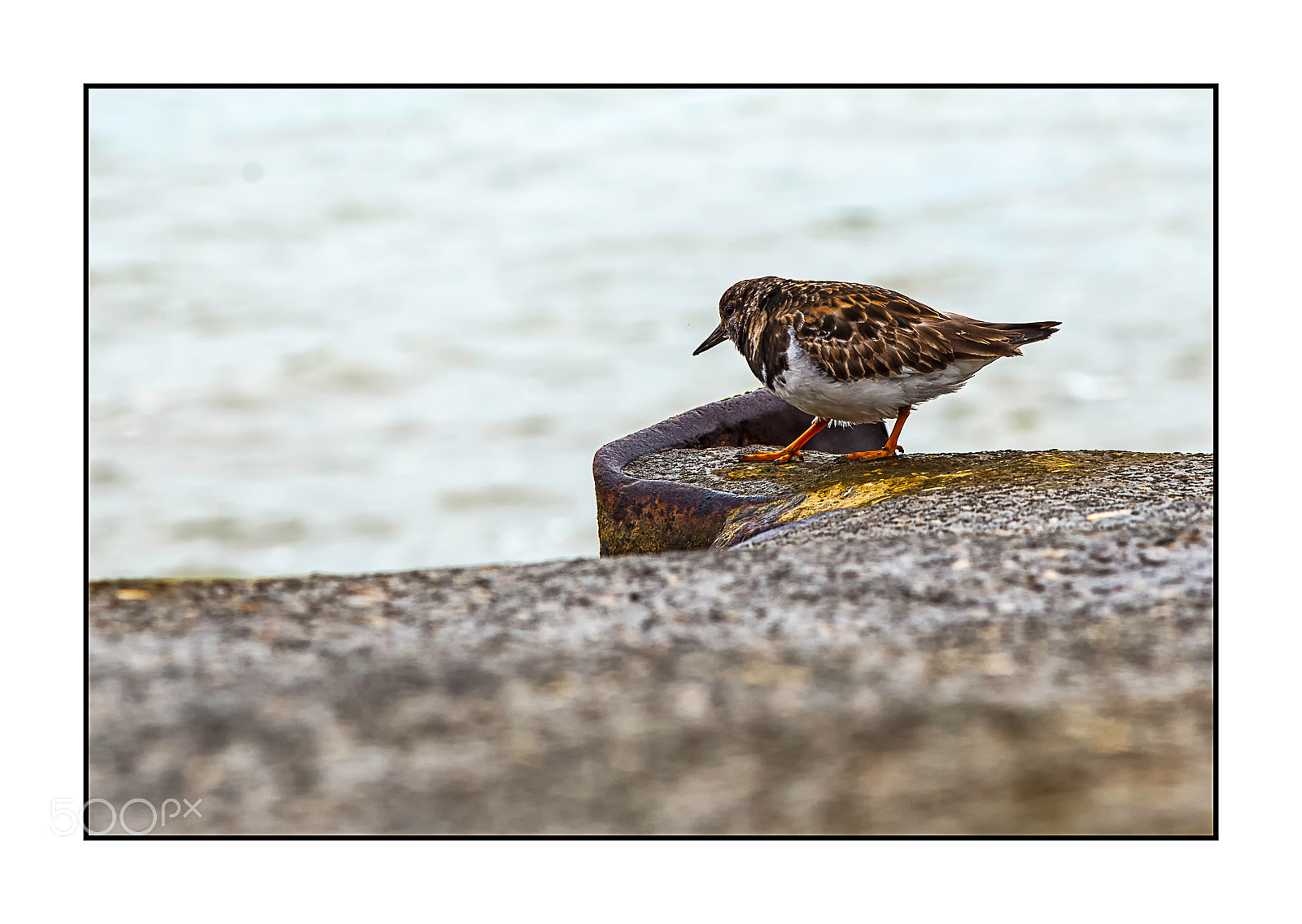 Nikon D610 sample photo. Tourne-pierres à collier. photography