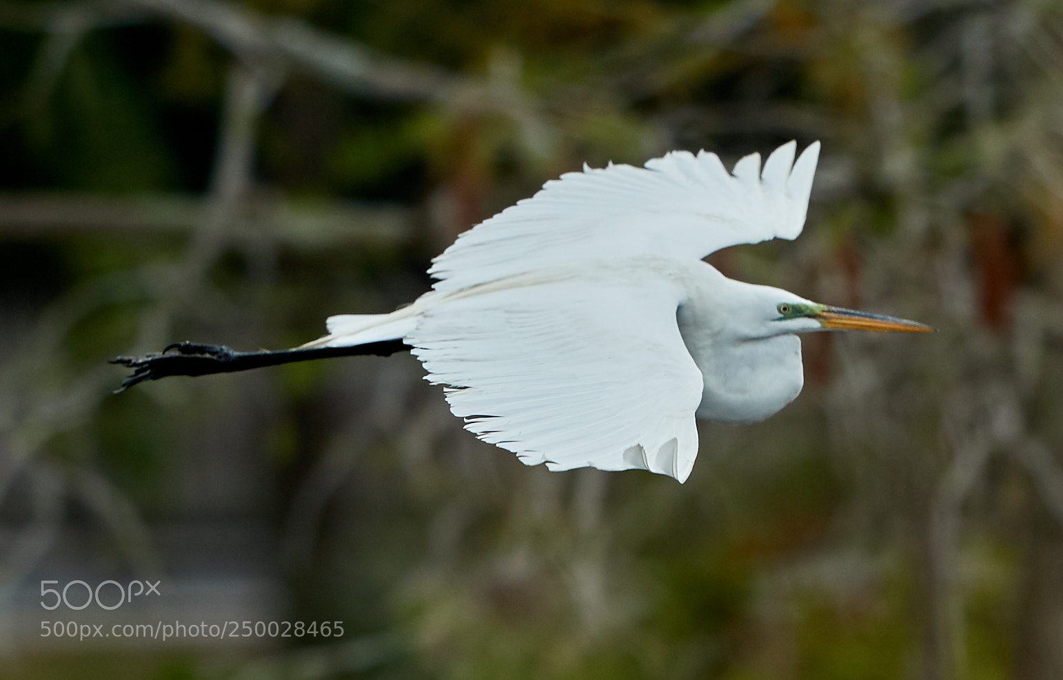 Canon EOS-1D X Mark II sample photo. 03-20-18-0008428.jpg photography