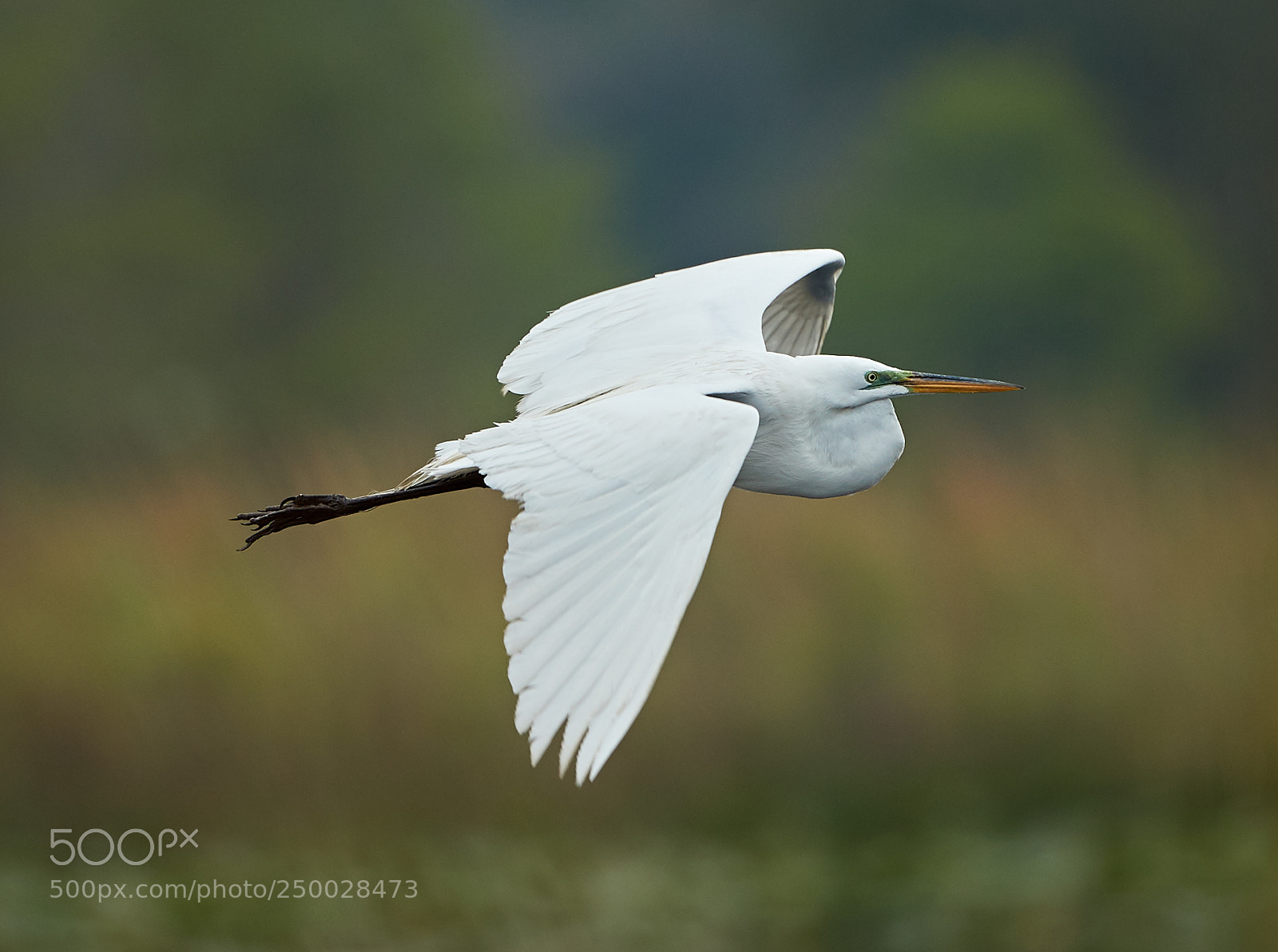 Canon EOS-1D X Mark II sample photo. 03-20-18-0008426.jpg photography