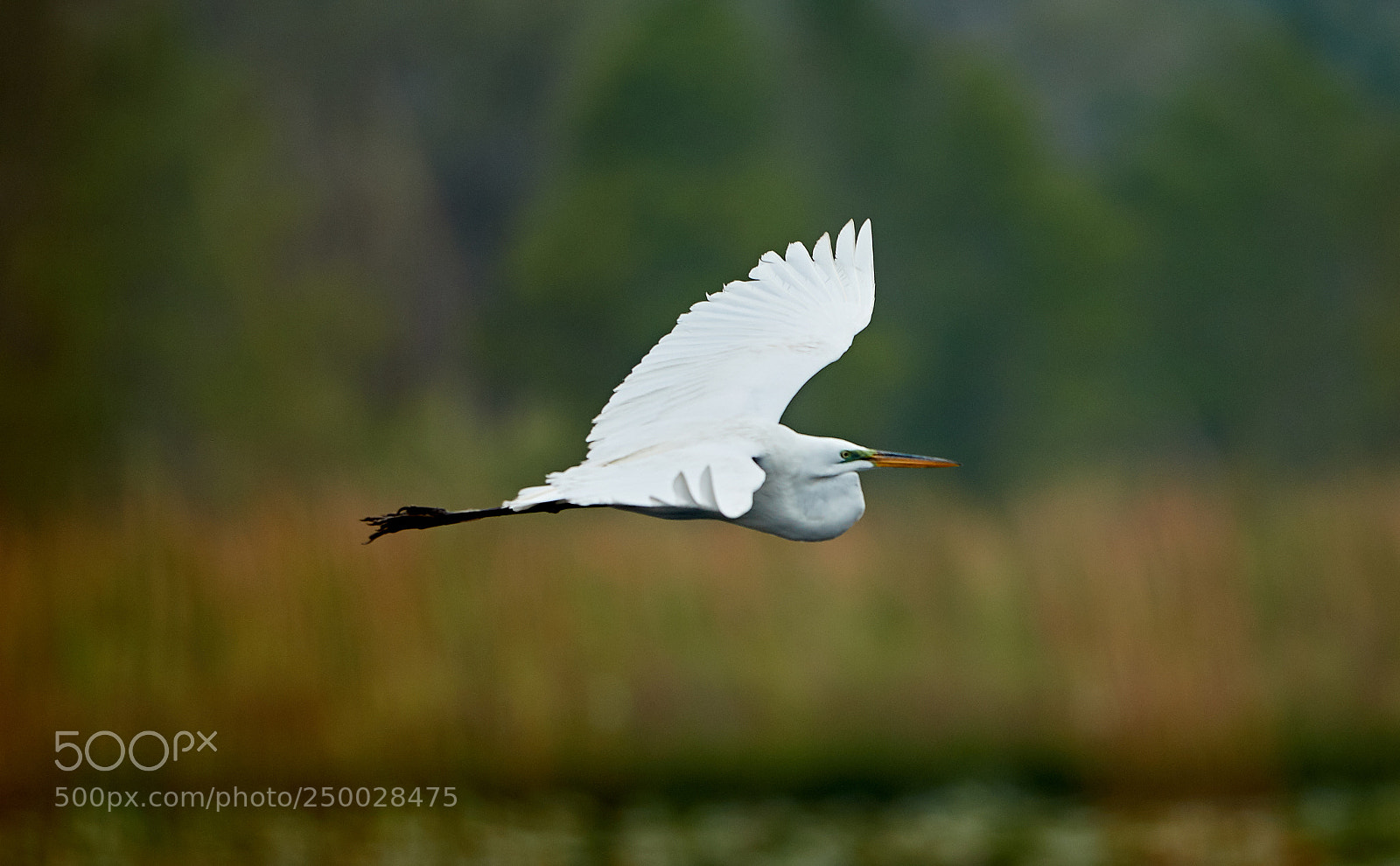 Canon EOS-1D X Mark II sample photo. 03-20-18-0008425 1.jpg photography