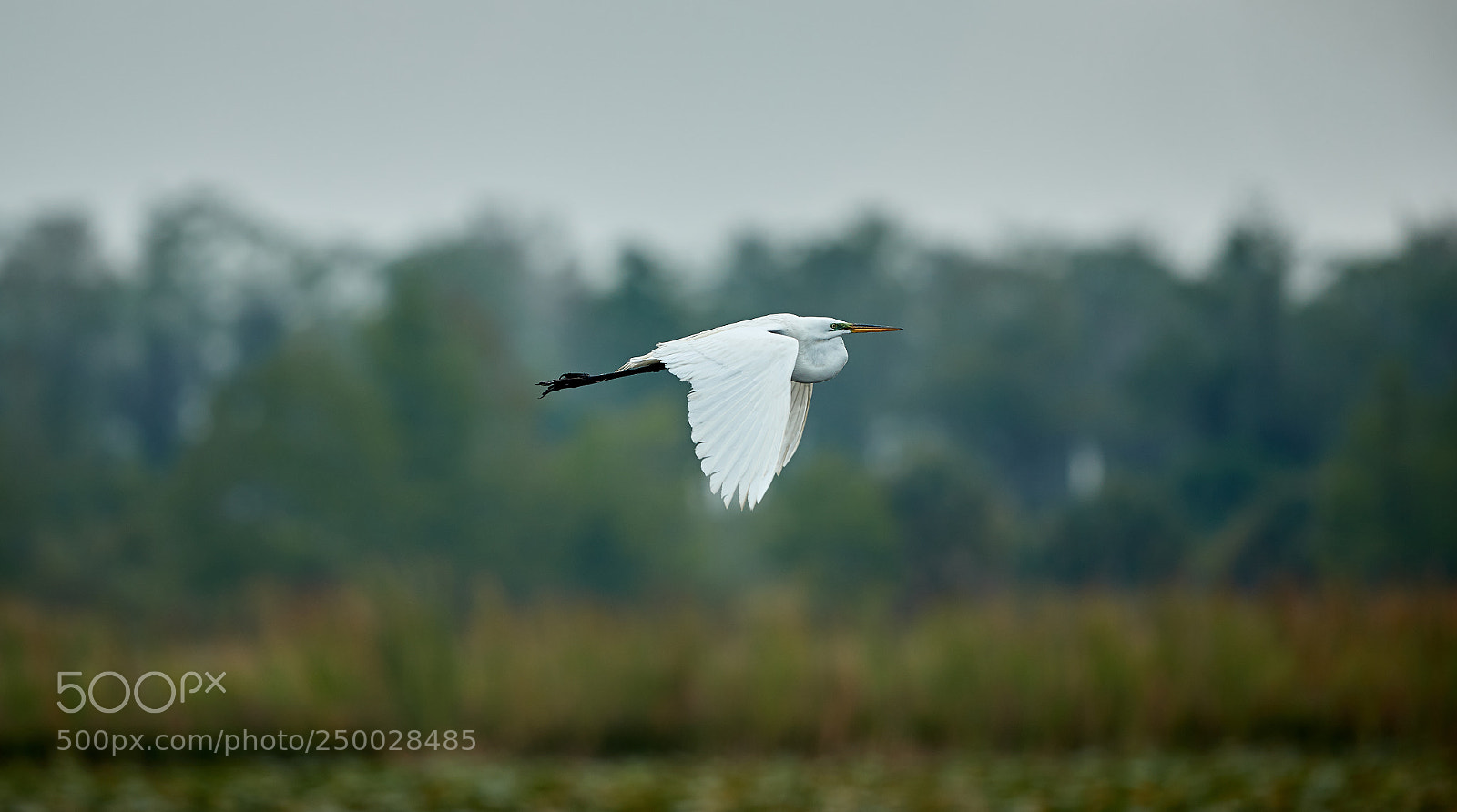 Canon EOS-1D X Mark II sample photo. 03-20-18-0008423 1.jpg photography
