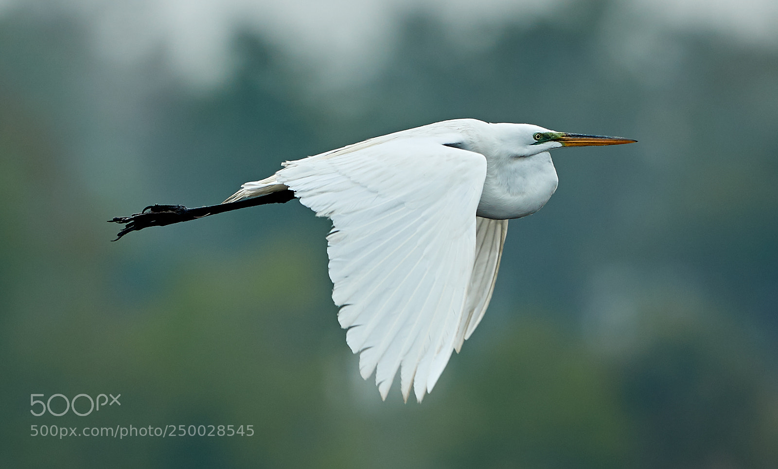 Canon EOS-1D X Mark II sample photo. 03-20-18-0008423.jpg photography