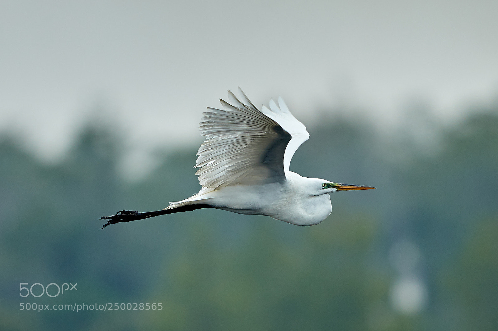Canon EOS-1D X Mark II sample photo. 03-20-18-0008422.jpg photography