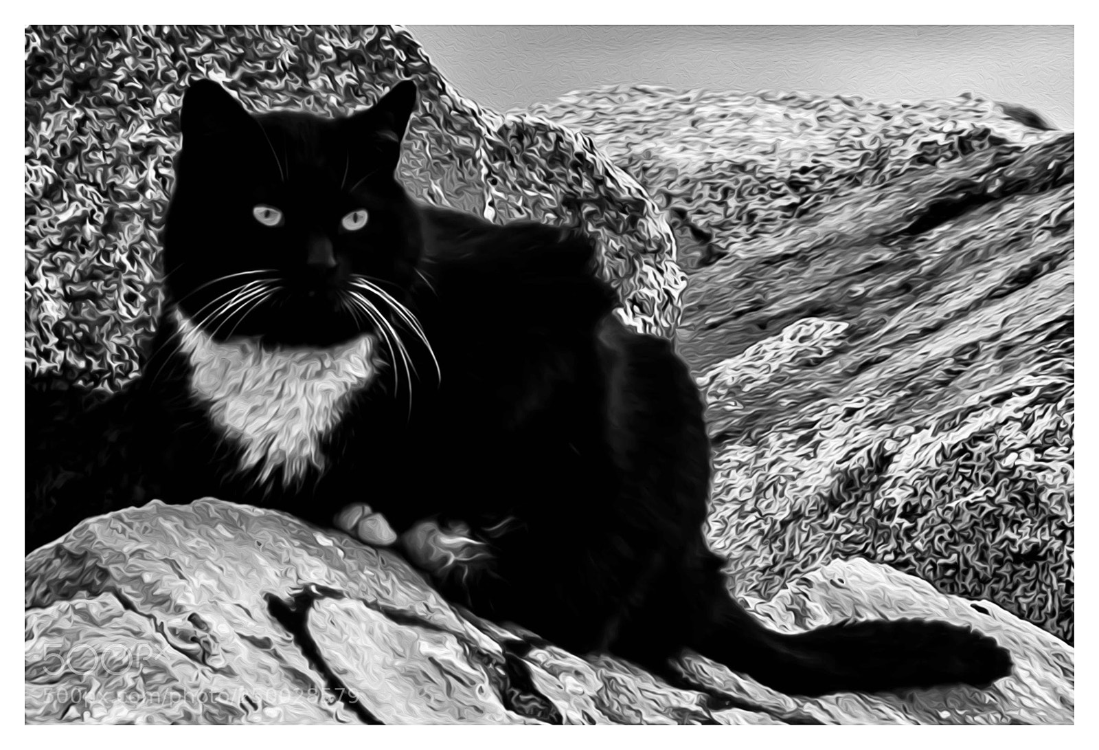 Nikon D7200 sample photo. Don bigotes blancos. photography