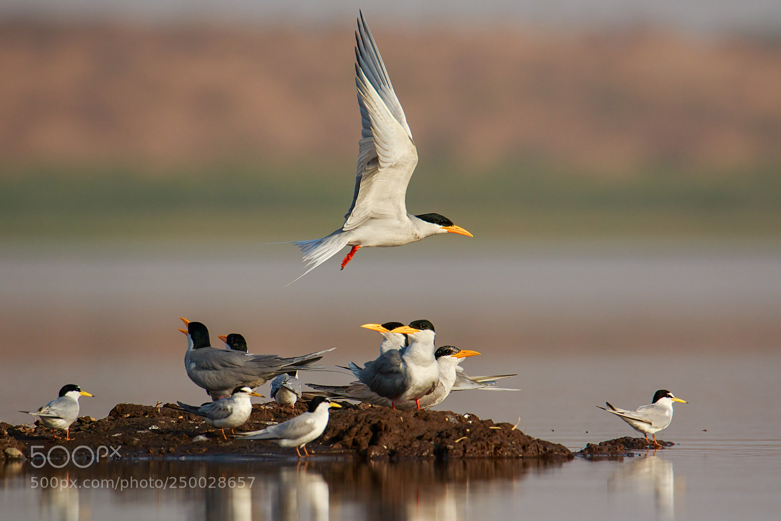 Canon EOS 7D Mark II sample photo. Terns photography
