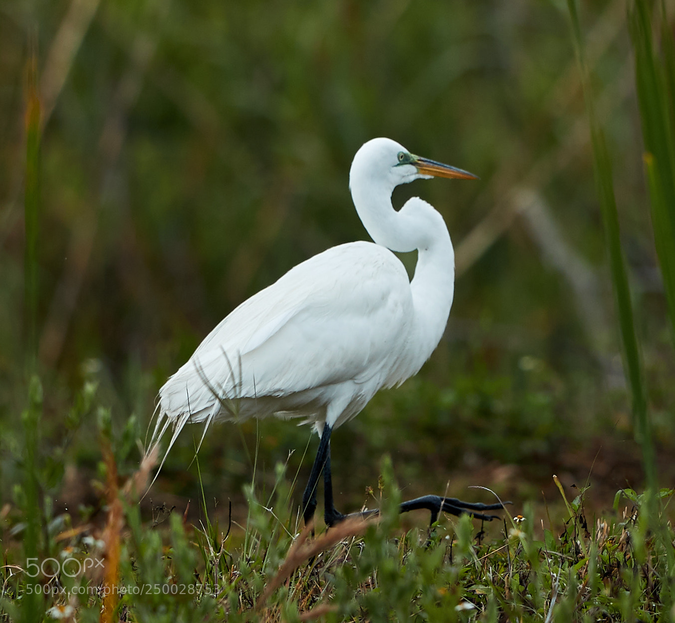 Canon EOS-1D X Mark II sample photo. 03-20-18-0008407.jpg photography