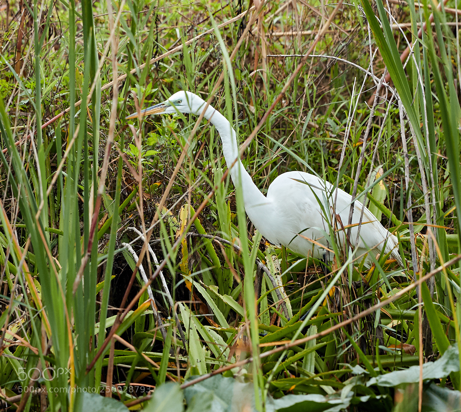 Canon EOS-1D X Mark II sample photo. 03-20-18-0008393.jpg photography