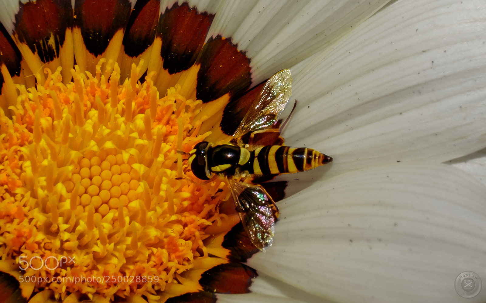 Fujifilm X-E2S sample photo. Bee and flower 2 photography