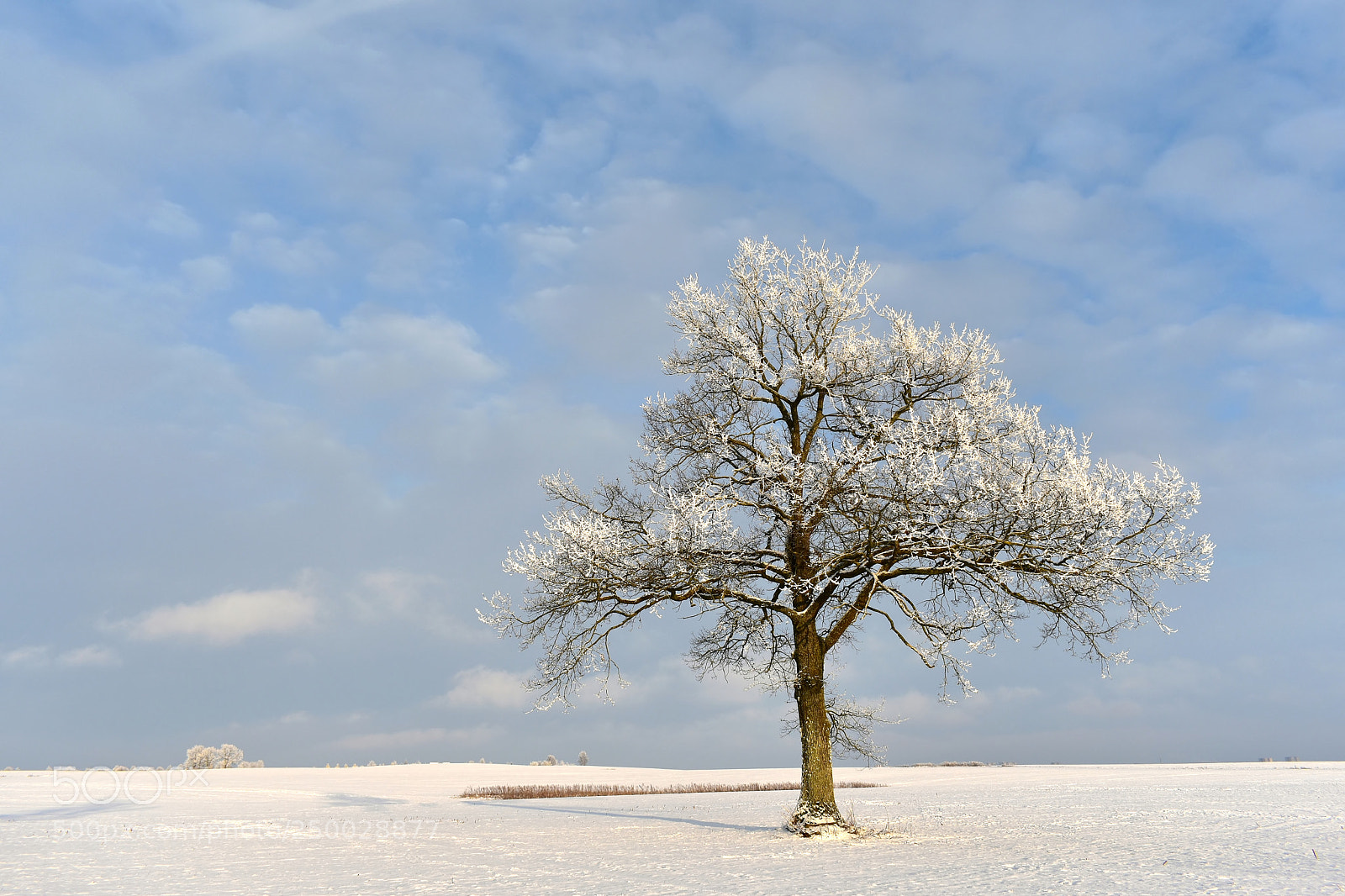 Nikon D3400 sample photo. Sunny winter day photography
