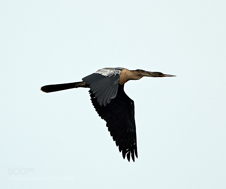 Canon EOS-1D X Mark II sample photo. 03-20-18-0008382.jpg photography