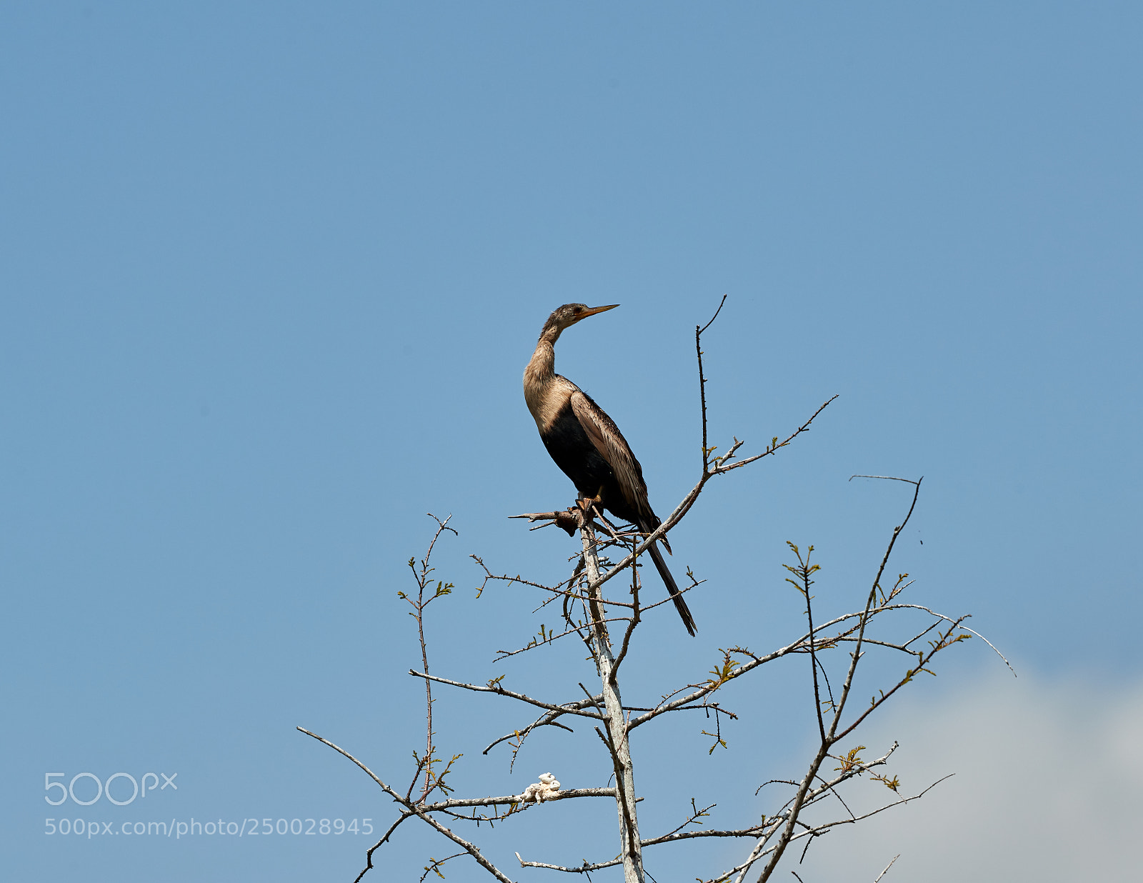 Canon EOS-1D X Mark II sample photo. 03-19-18-0008365.jpg photography