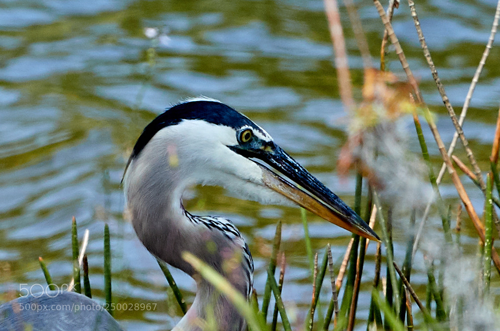 Canon EOS-1D X Mark II sample photo. 03-19-18-0008361.jpg photography