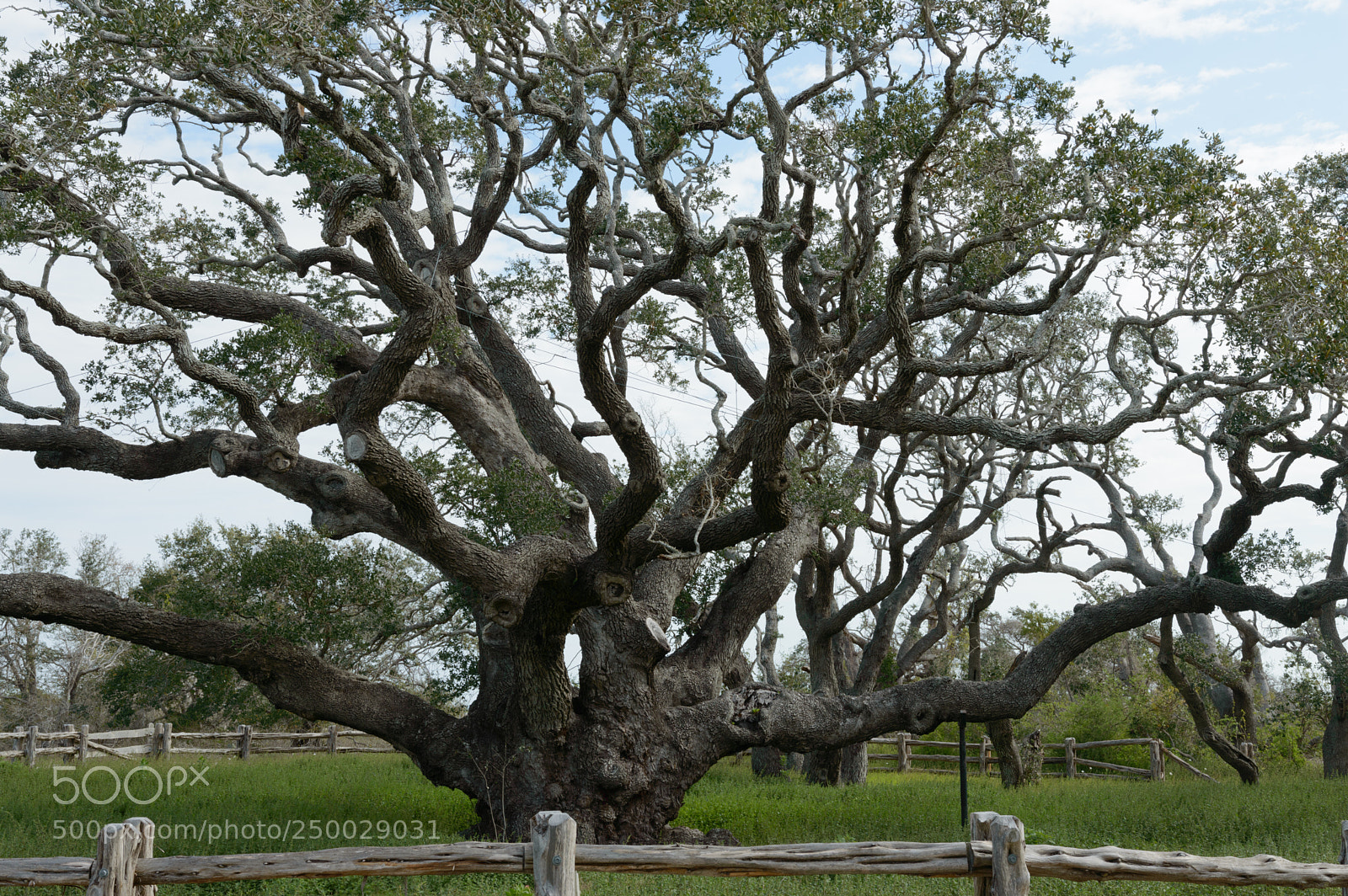 Nikon D3200 sample photo. The big tree in photography