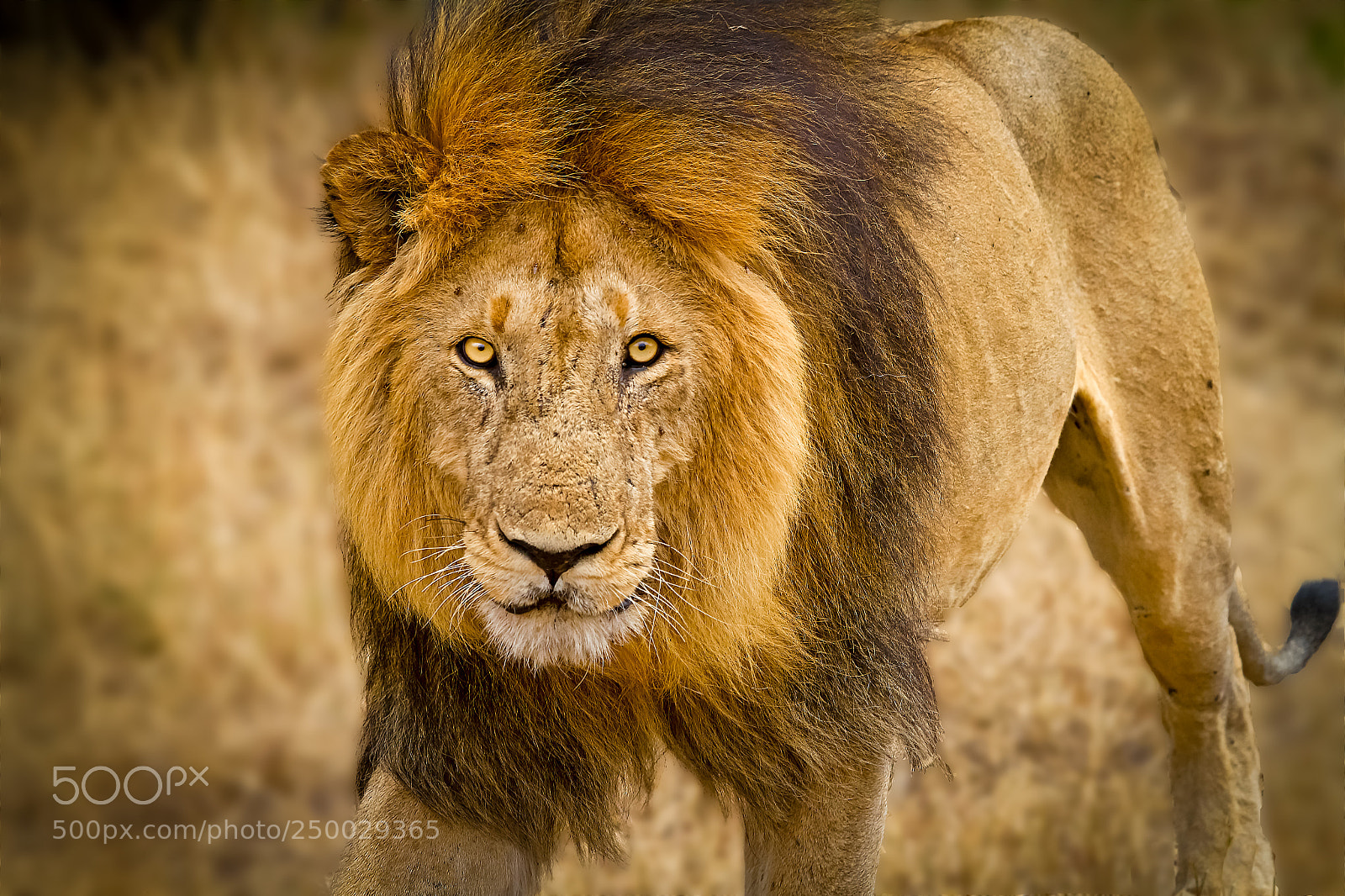Canon EOS 7D sample photo. King of serengeti photography