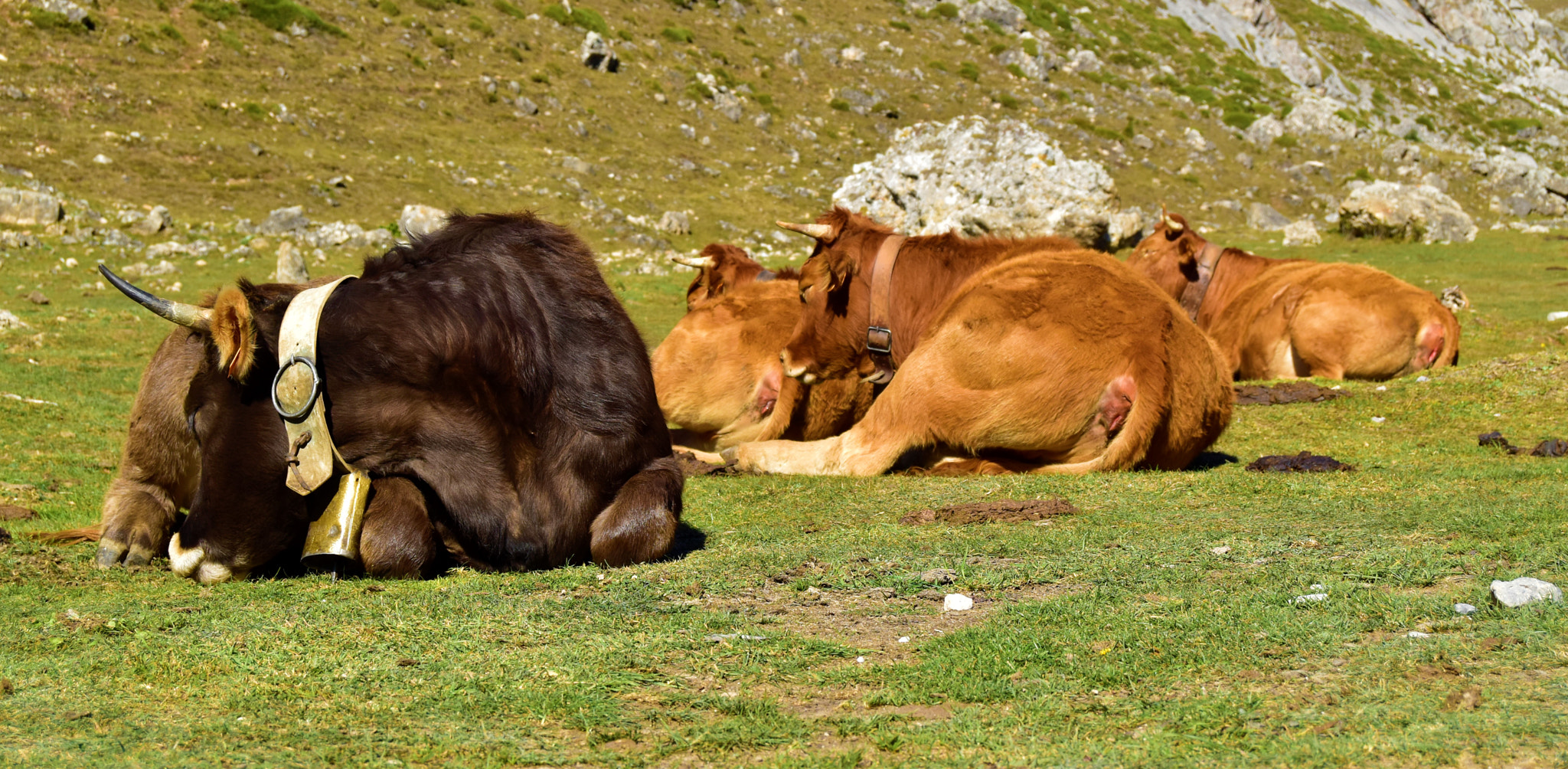 Nikon D5500 sample photo. Cows photography