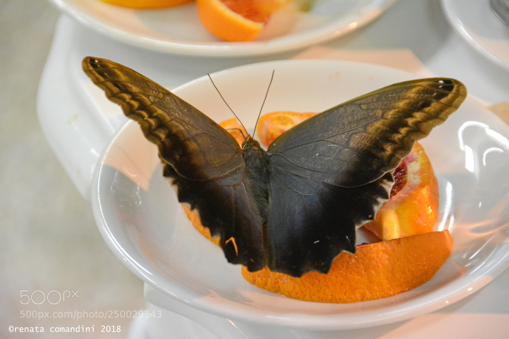 Nikon D5200 sample photo. Dolcezza 2 photography