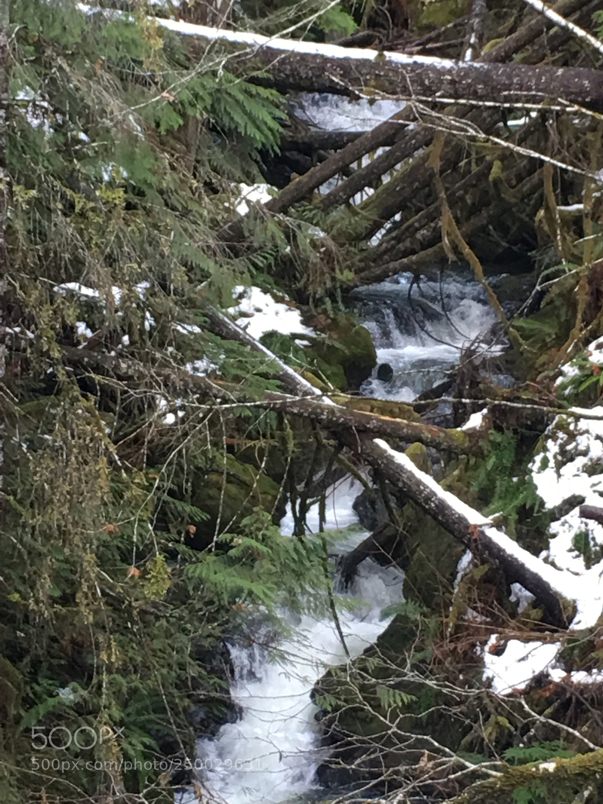 Apple iPhone 6s Plus sample photo. Fallen snow, fallen trees photography