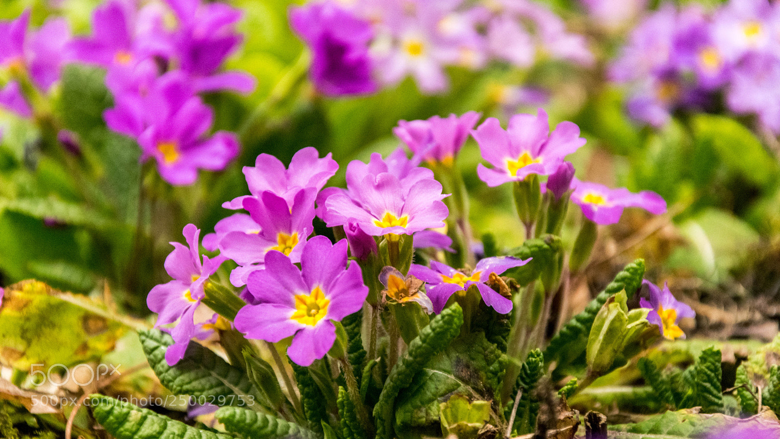 Nikon D5300 sample photo. Let's bloom! photography