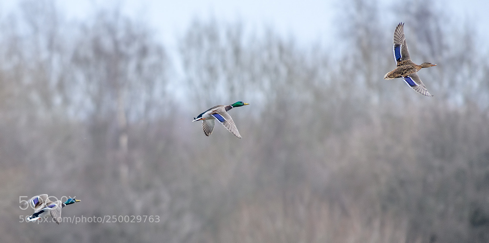 Nikon D850 sample photo. Three mallards flying photography