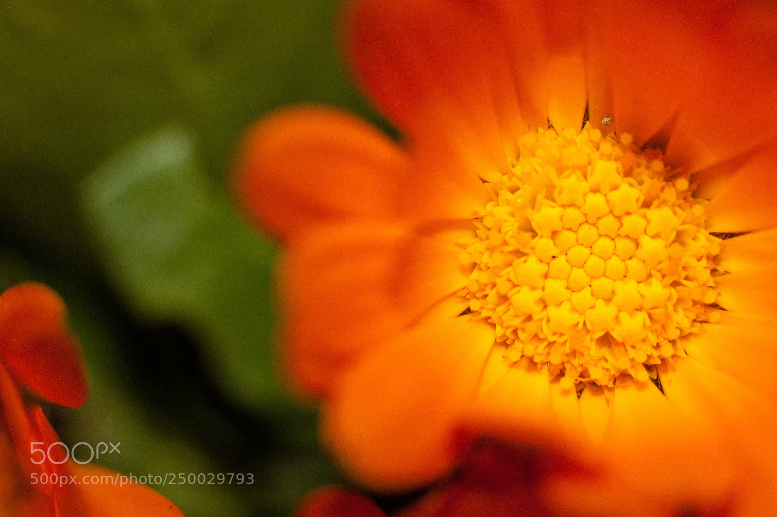 Canon EOS 500D (EOS Rebel T1i / EOS Kiss X3) sample photo. Flower photography