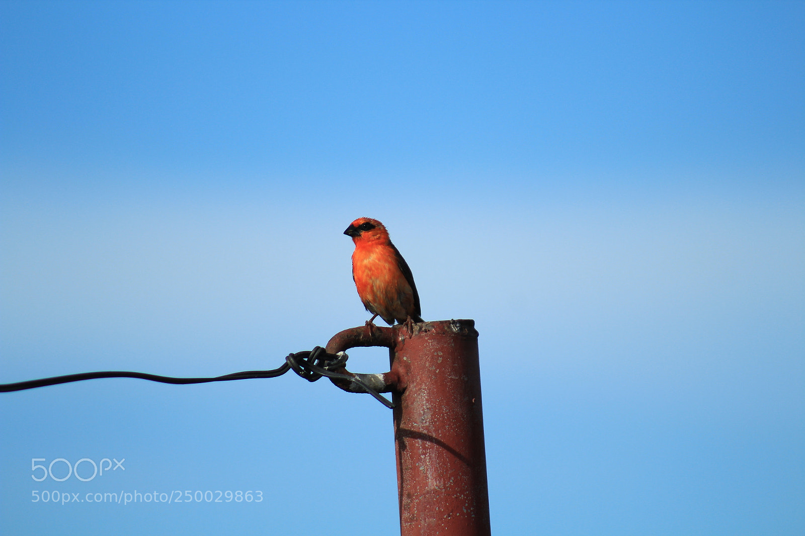Canon EF 75-300mm f/4-5.6 sample photo. Local beauty photography