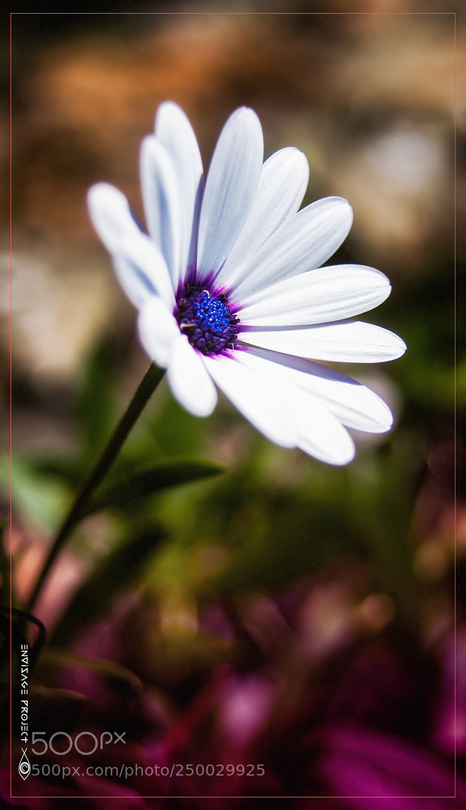 Sony a7R sample photo. Into the light photography