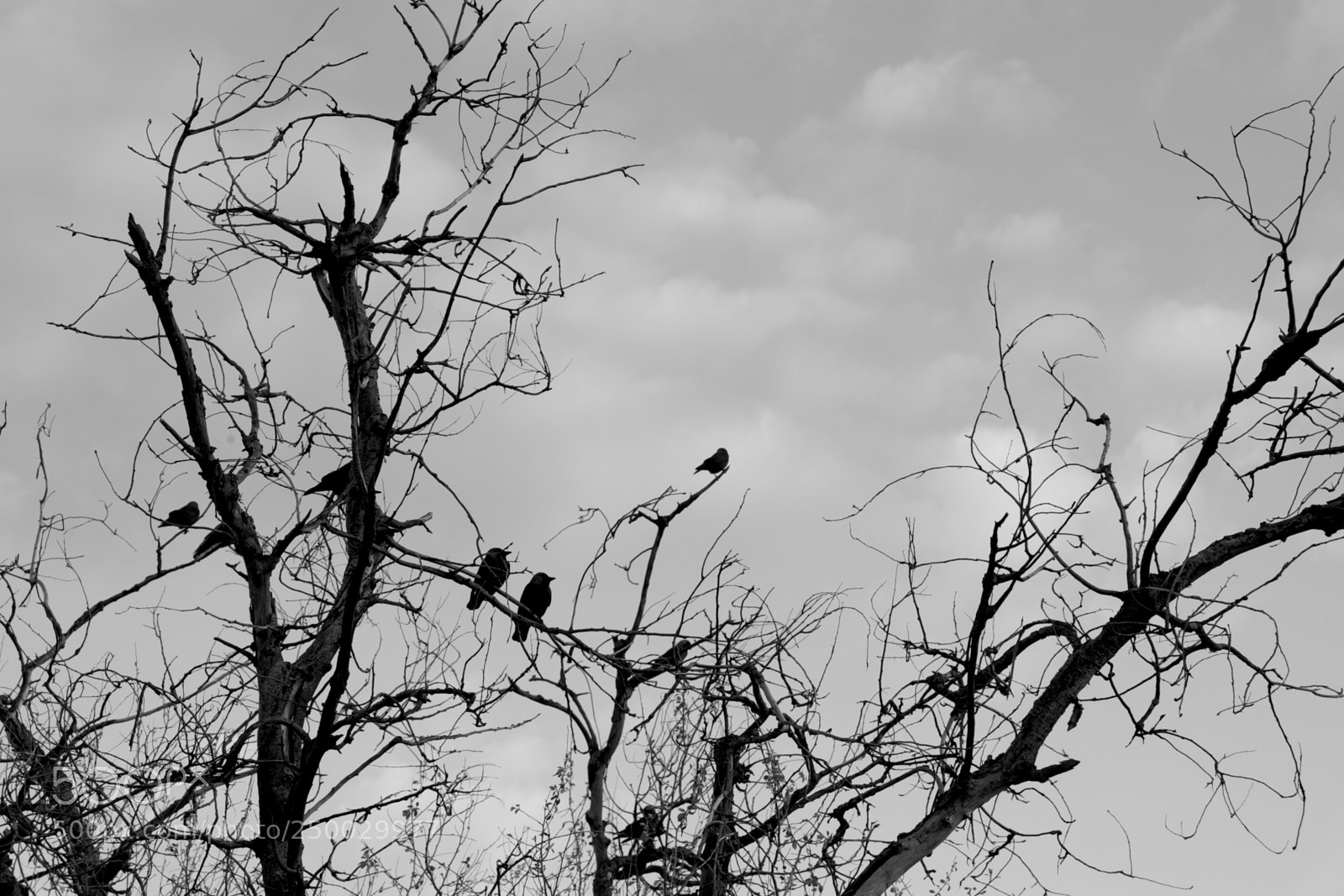 Fujifilm X-M1 sample photo. Black and white...birds photography