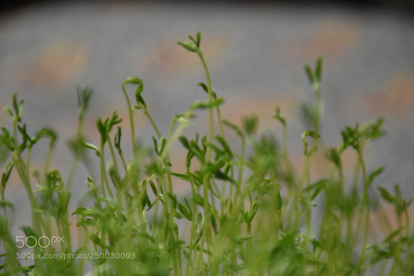 Nikon D5600 sample photo. Nowrooz photography