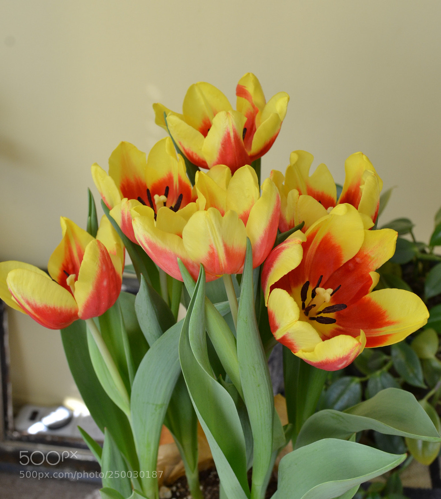 Nikon D3100 sample photo. Time for spring photography