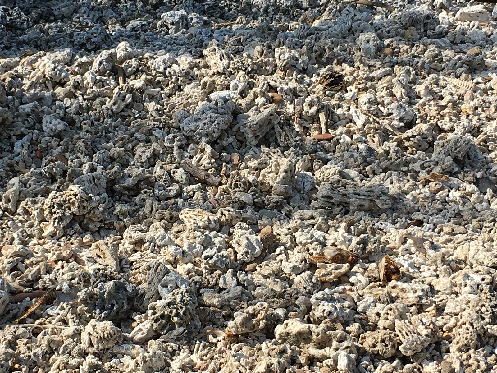 Apple iPhone 6s Plus sample photo. Beach of coral photography