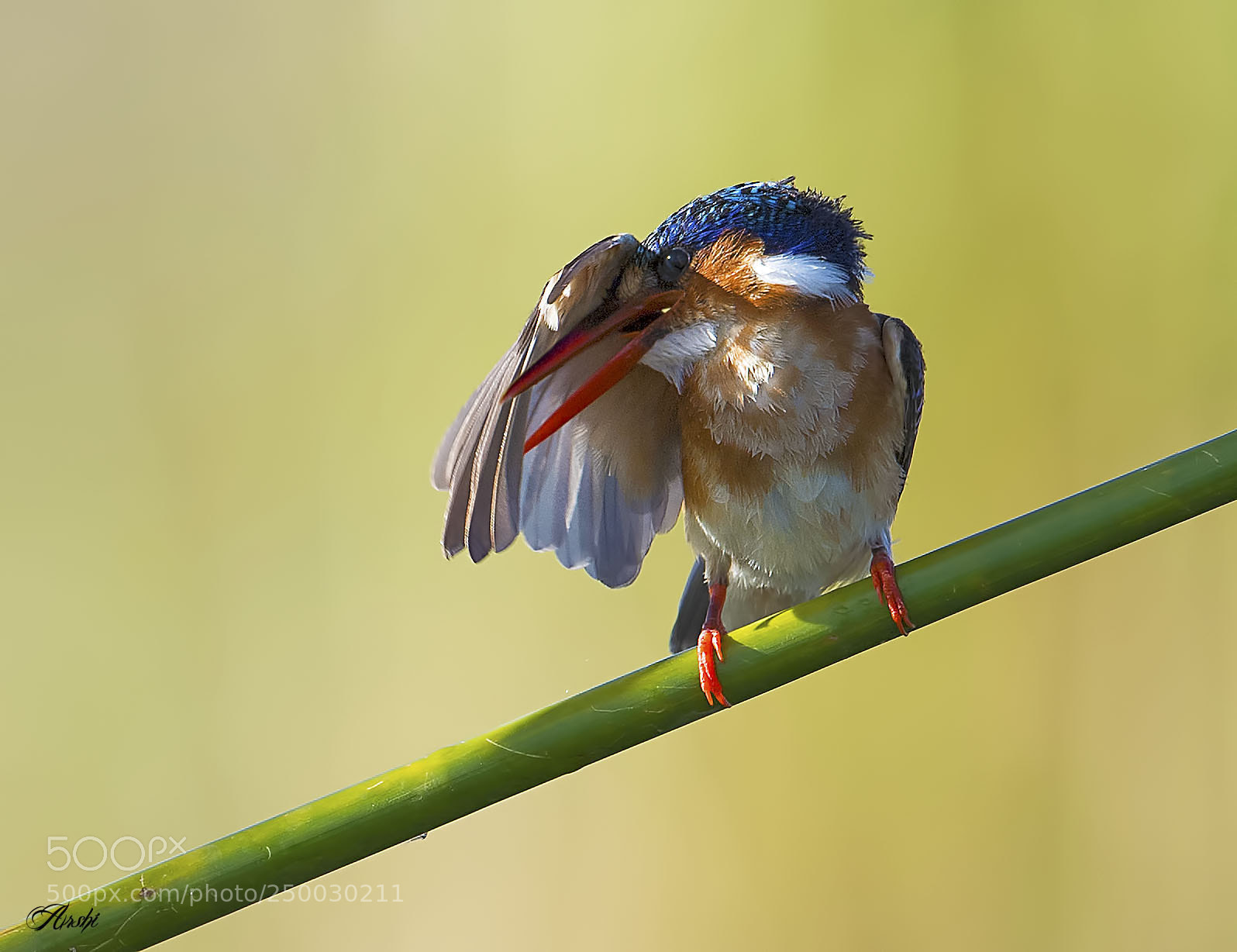 Nikon D5 sample photo. Malachite kingfisher... photography