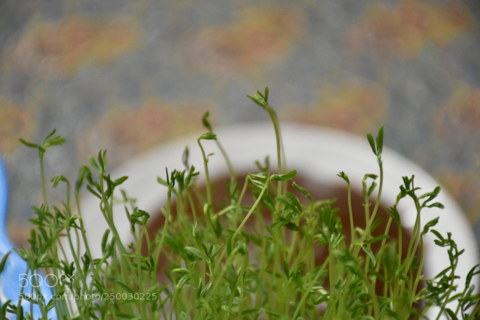 Nikon D5600 sample photo. Nowrooz photography