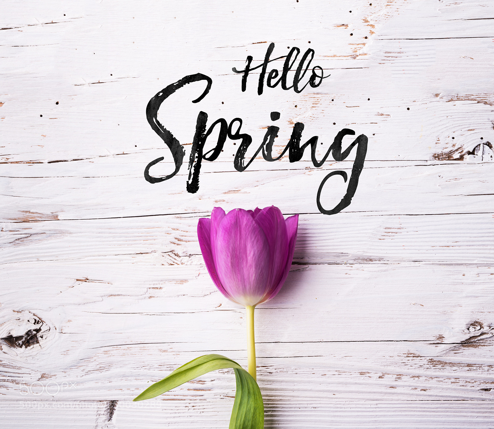 Nikon D800 sample photo. Easter and spring flat photography