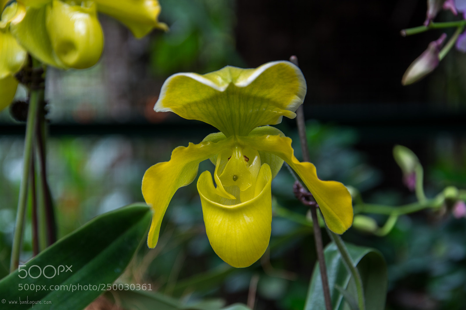 Nikon D5200 sample photo. Yellow orchid singapore botanic photography