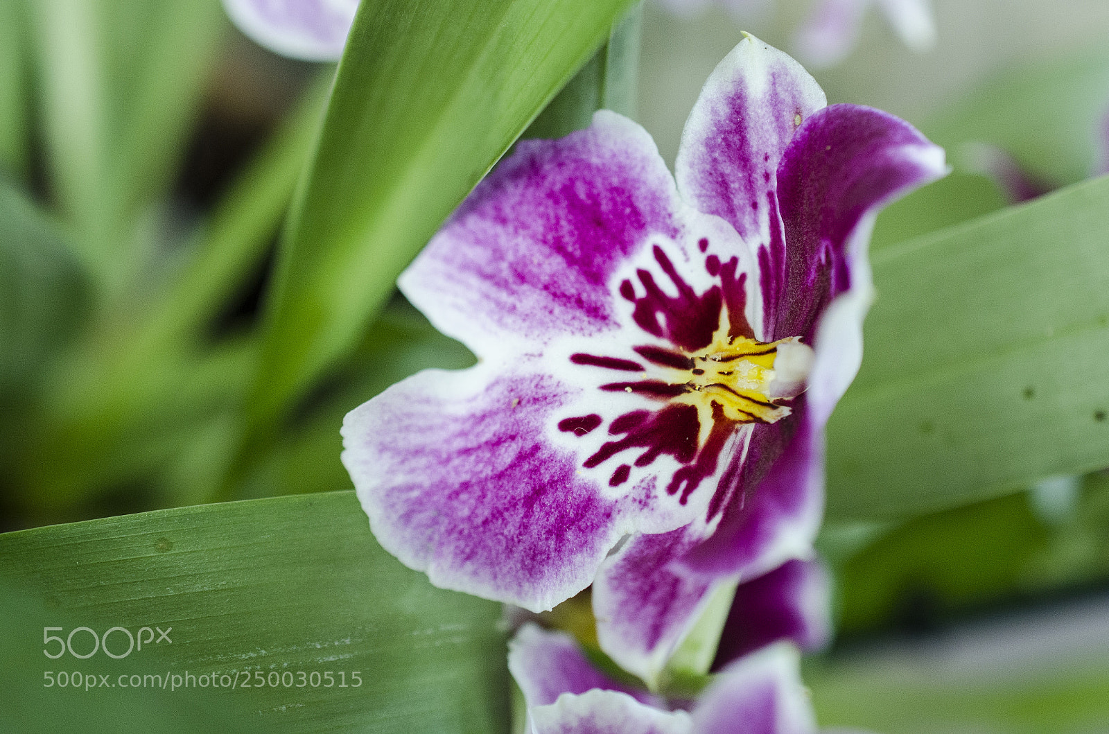 Nikon D7000 sample photo. Nature #5 photography