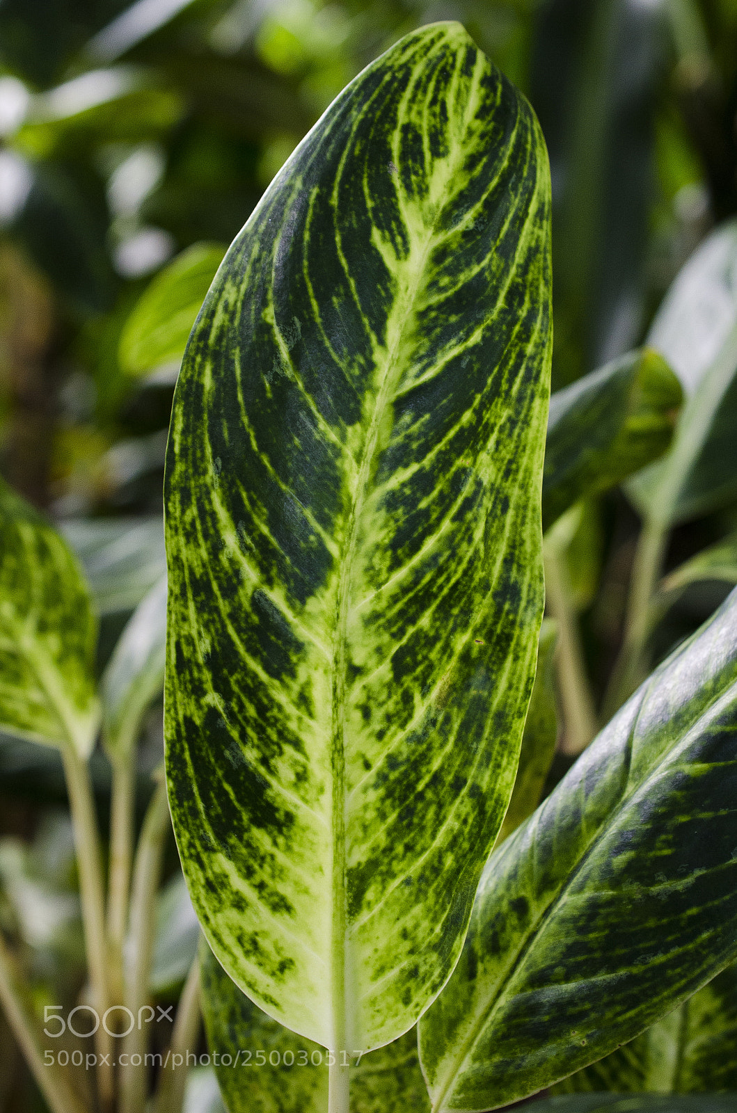 Nikon D7000 sample photo. Nature #6 photography