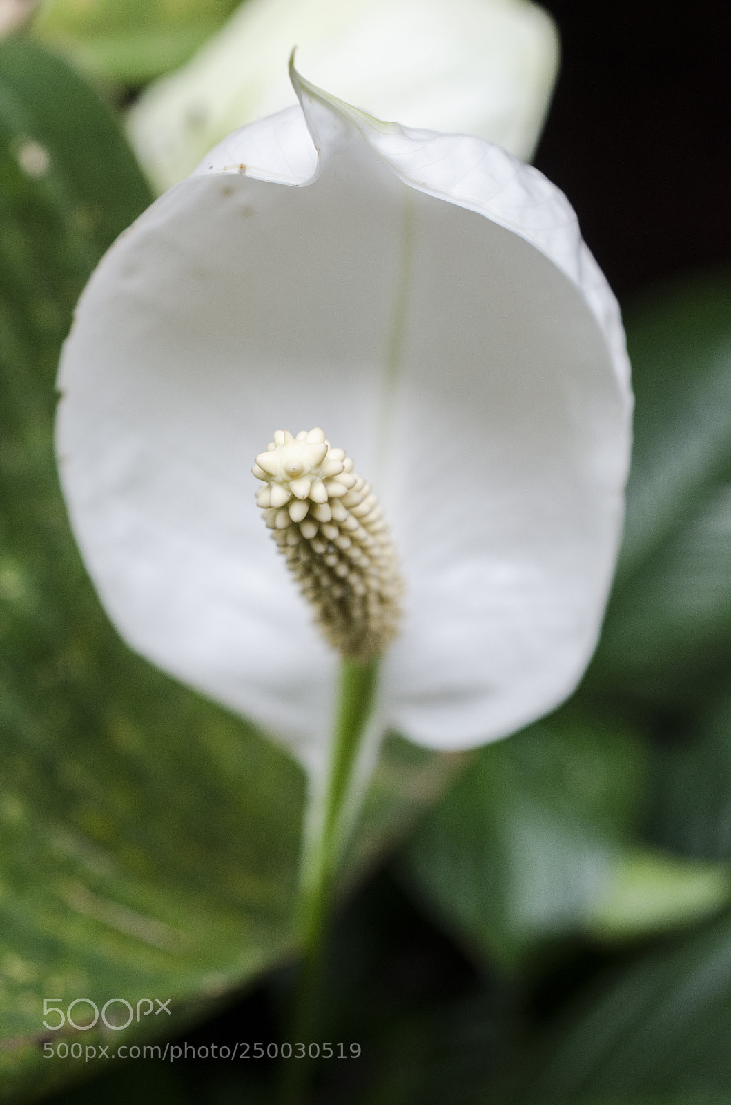 Nikon D7000 sample photo. Nature #7 photography