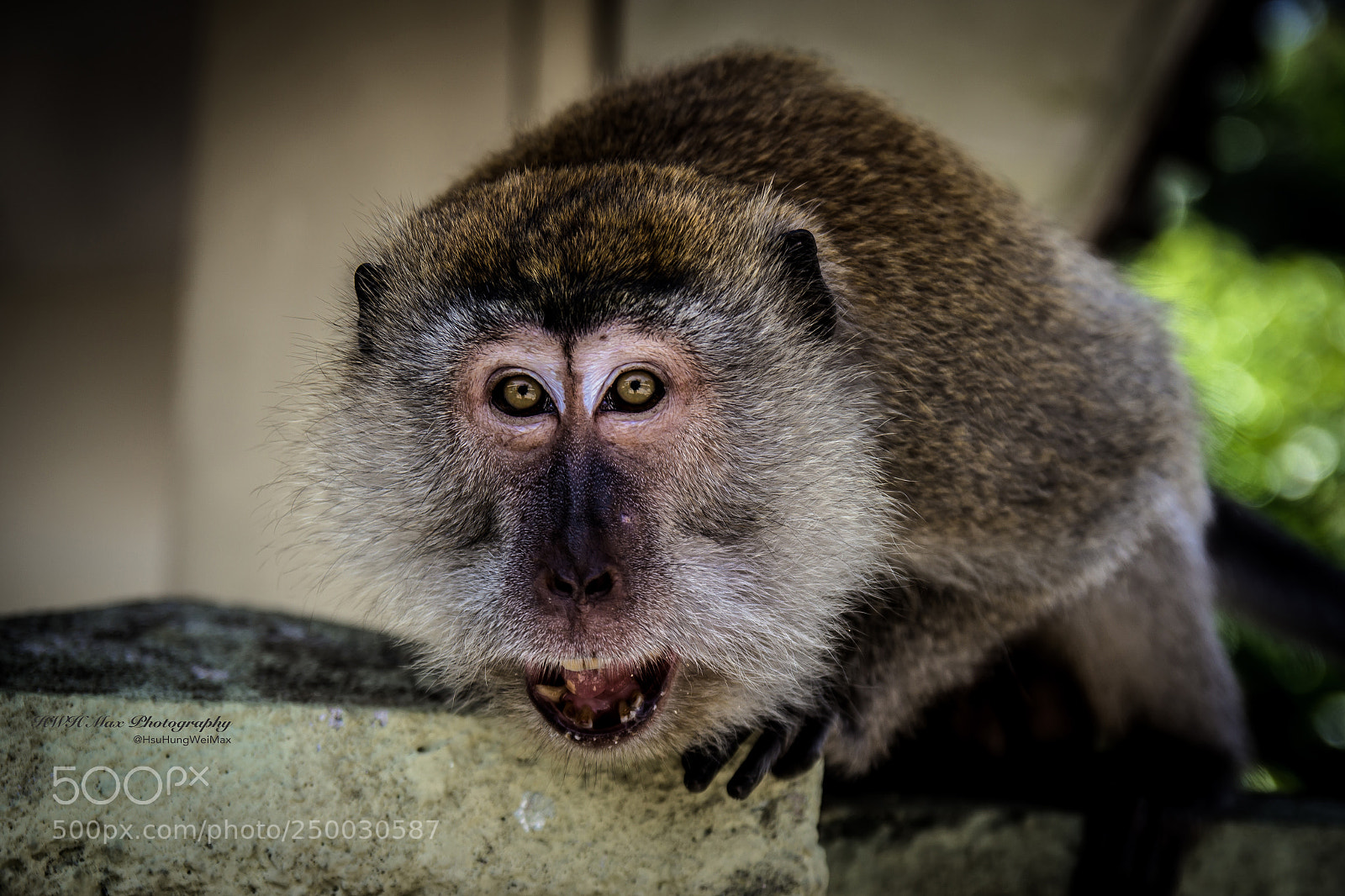 Canon EOS 550D (EOS Rebel T2i / EOS Kiss X4) sample photo. Cynomolgus monkey photography
