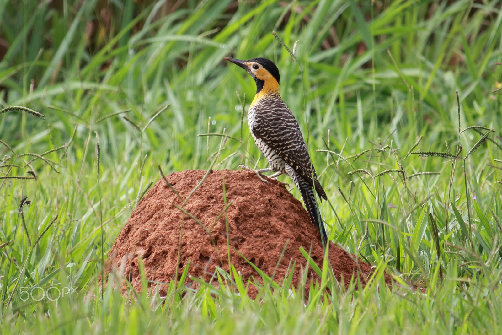 Canon EF-S 55-250mm F4-5.6 IS STM sample photo. Campo flicker photography