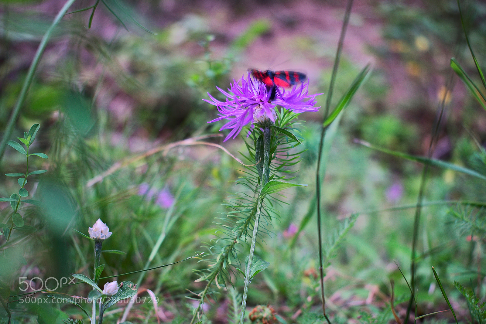 Nikon D5300 sample photo. Butterfly photography