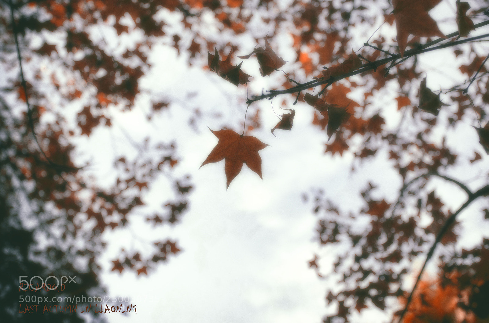 Nikon D7000 sample photo. Untitled photography