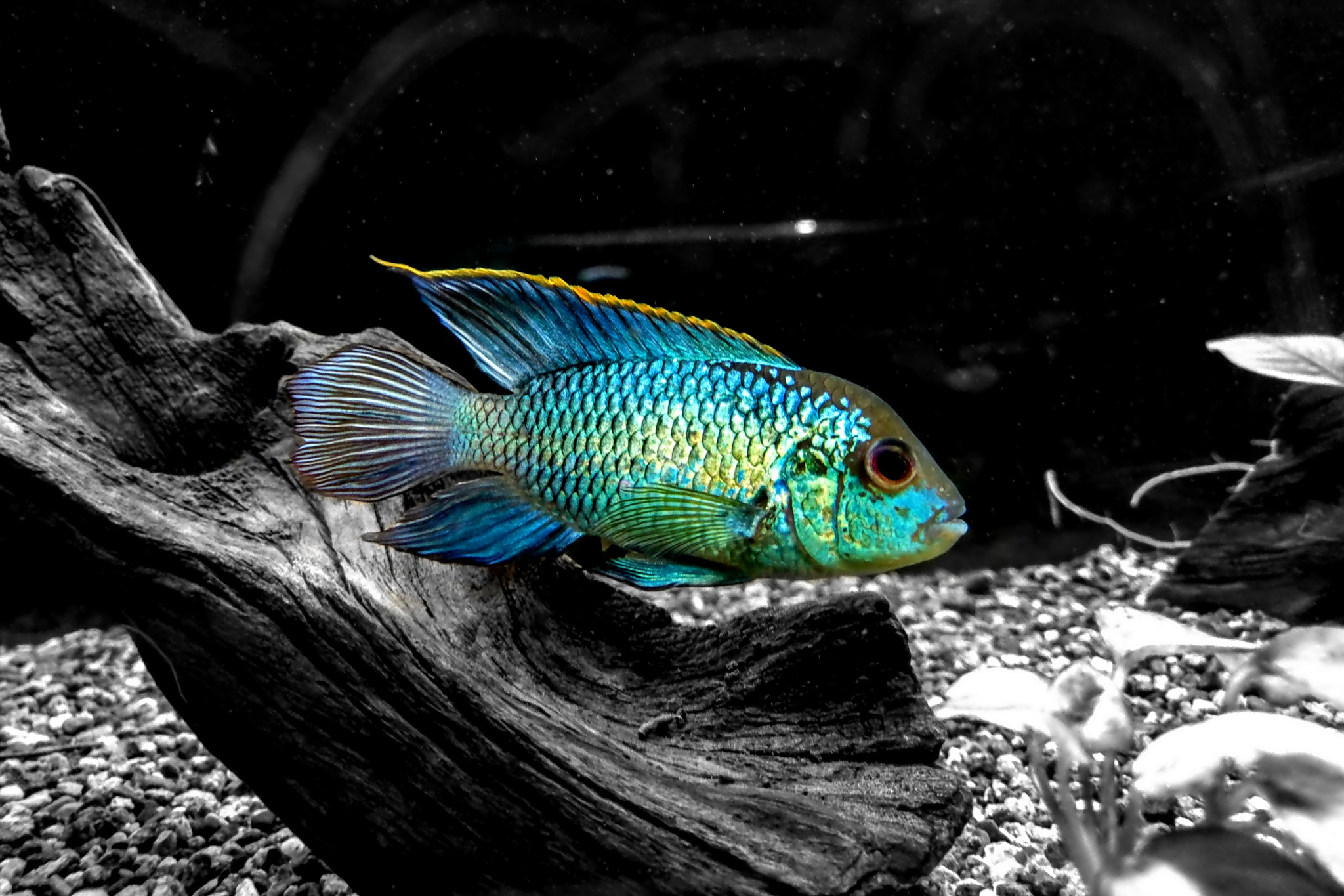 HTC 10 sample photo. Colorful fish.... photography