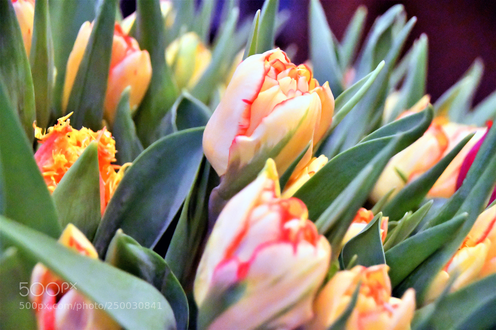 Nikon D500 sample photo. For all friends, visitors photography