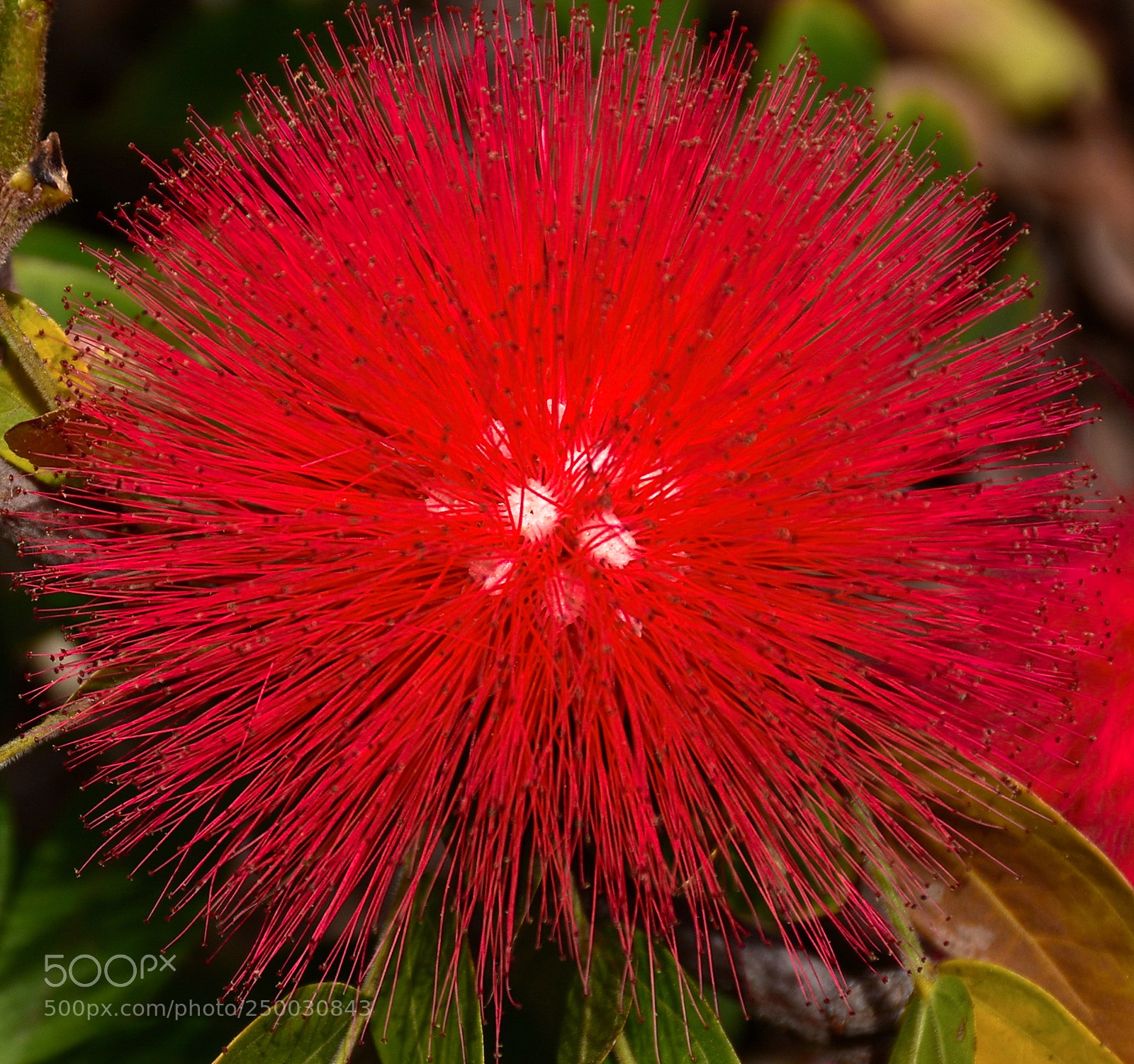 Nikon D7200 sample photo. Red puff flower photography