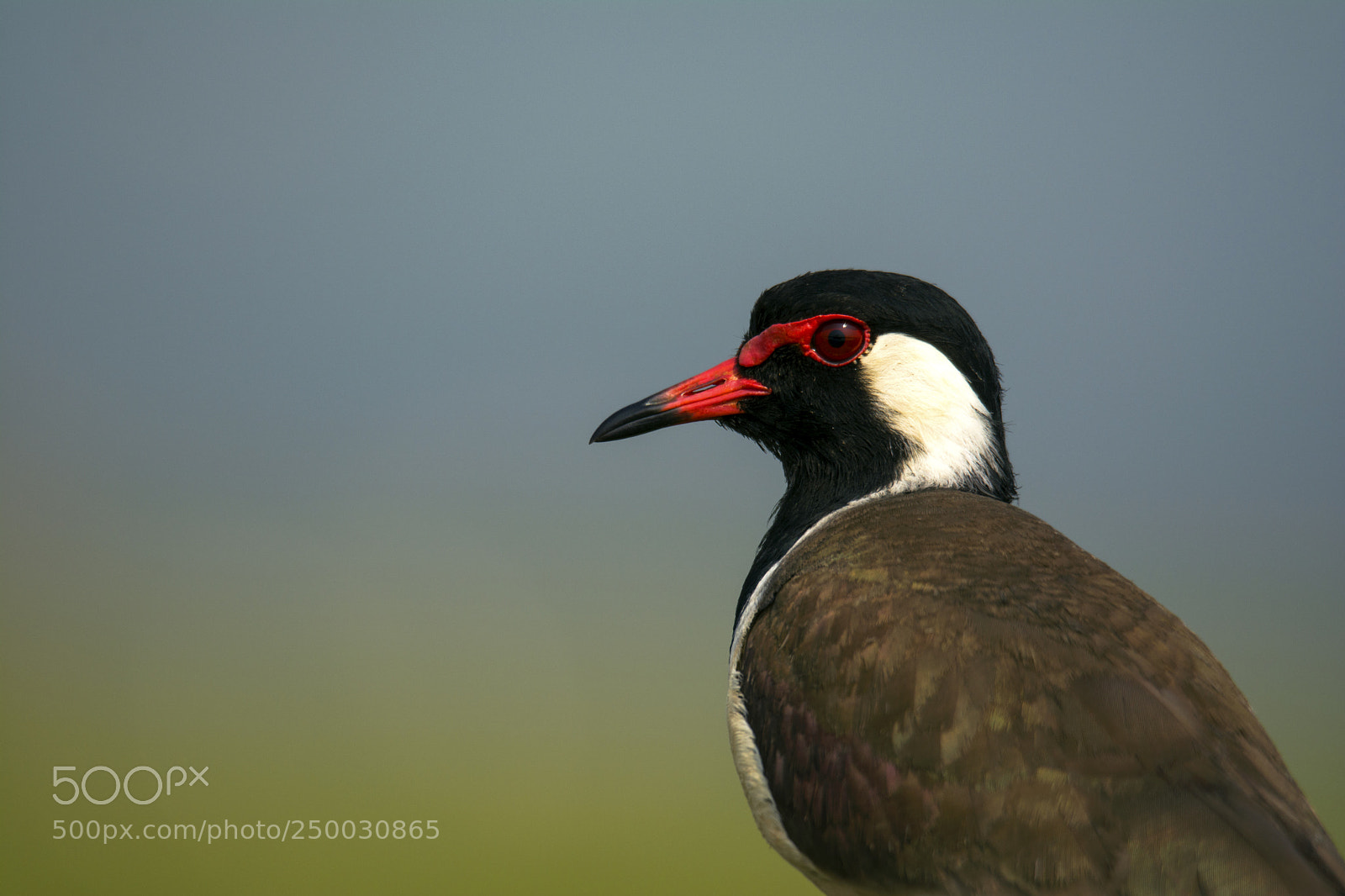 Nikon D7100 sample photo. Red wattled lapwing photography