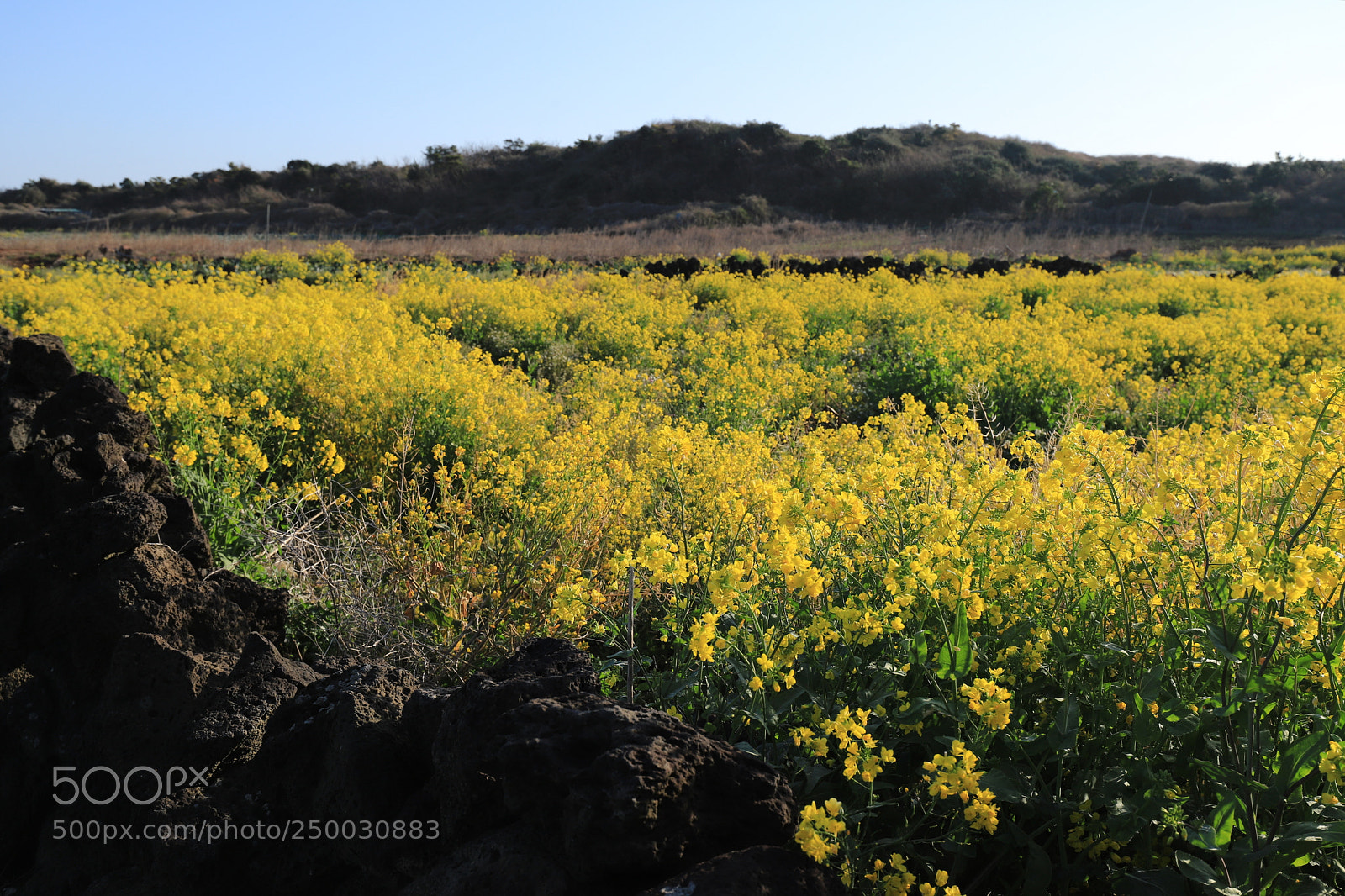 Canon EOS 6D Mark II sample photo. Canola photography